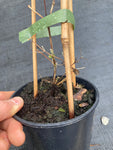 Clematis Guernsey Cream - Champion Plants