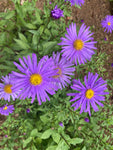 Aster x frikartii Jungfrau - Champion Plants