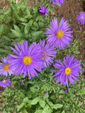 Aster x frikartii Jungfrau - Champion Plants