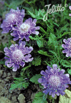 Scabiosa japonica Ritz Blue - Champion Plants