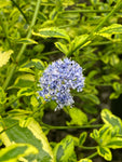 Ceanothus El Dorado - Champion Plants
