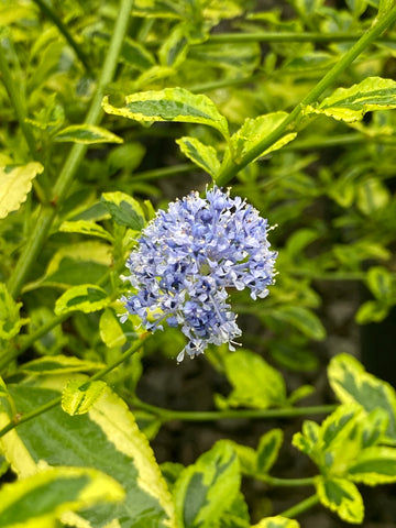 Ceanothus El Dorado - Champion Plants