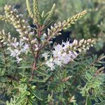 Hebe Champagne - Champion Plants