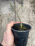 Abutilon megapotamicum Kentish Belle - AGM - Champion Plants