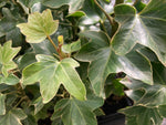Fatshedera Lizei Variegata - AGM - Champion Plants