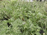 Artemisia Silverado - Champion Plants