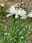 Leucanthemum × superbum 'Silver Princess' - Champion Plants