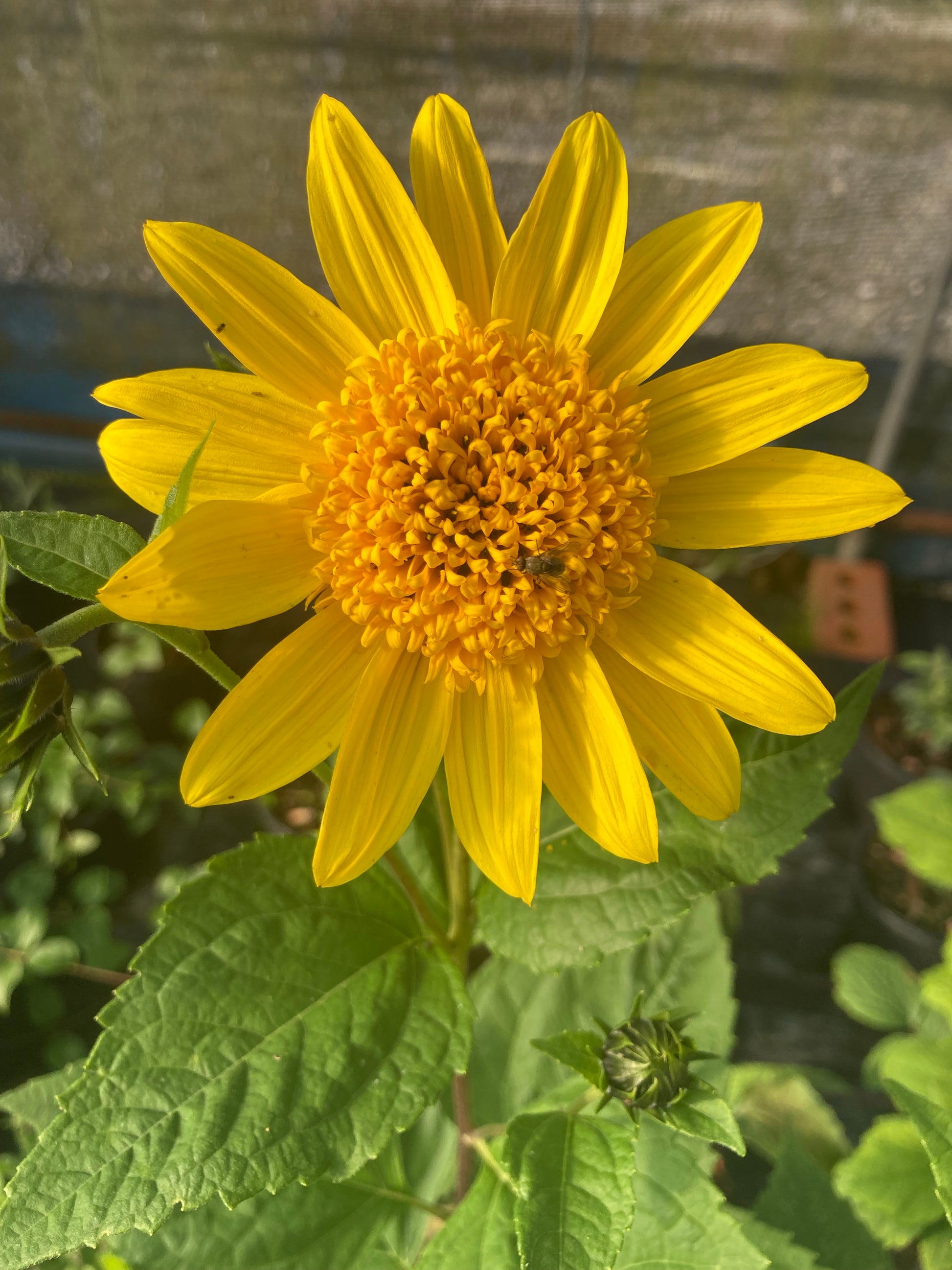 Helianthus Capenoch Star - Champion Plants