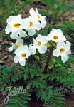 Incarvillea delavayi Alba - Champion Plants