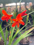 Crocosmia 'Mistral' - Champion Plants