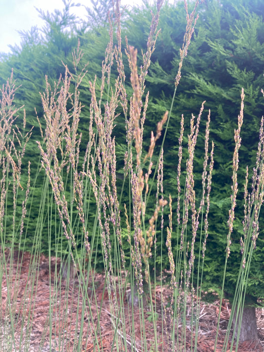 Molinia caerulea Heidebraut - Champion Plants