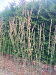 Molinia caerulea Heidebraut - Champion Plants