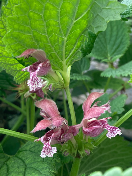 Lamium orvala - Champion Plants