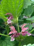 Lamium orvala - Champion Plants