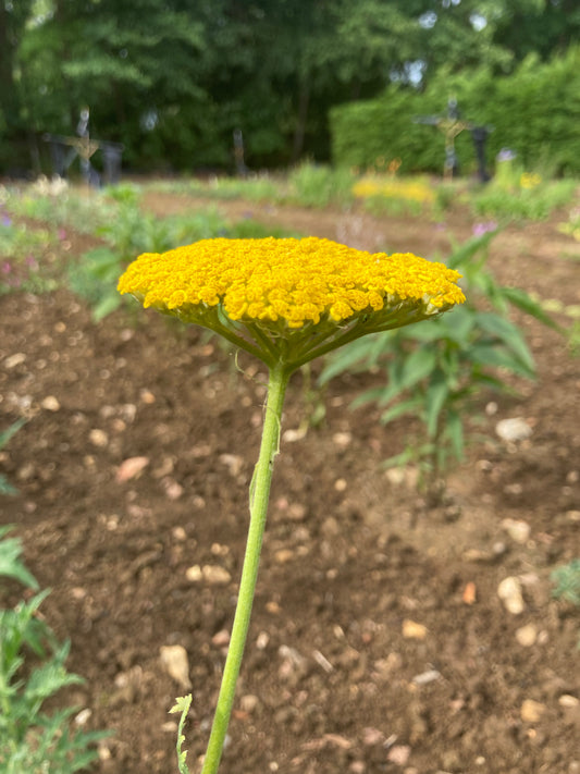 Achillea Gold Plate - Champion Plants