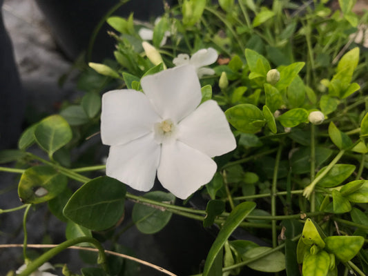 Vinca minor Gertrude Jekyll - Champion Plants