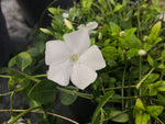 Vinca minor Gertrude Jekyll - Champion Plants