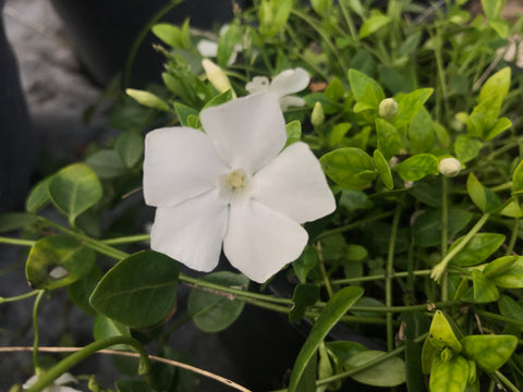 Vinca minor Gertrude Jekyll - Champion Plants