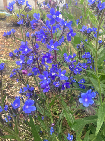 Anchusa Dropmore - Champion Plants