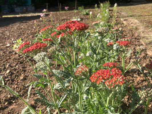 Achillea Walther Funcke - Champion Plants