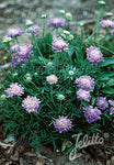 Scabiosa columbaria Pincushion Blue - Champion Plants