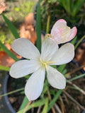 Hesperantha coccinea 'Pink Princess' - AGM - Champion Plants