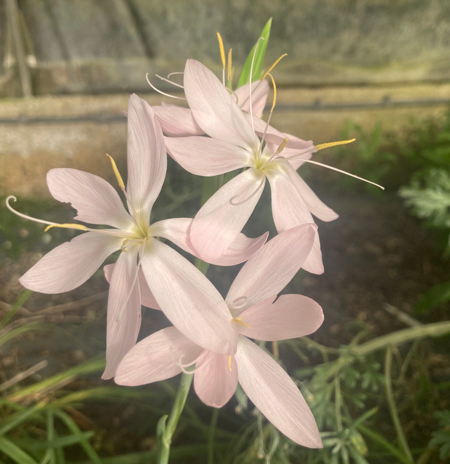 Hesperantha coccinea 'Pink Princess' - AGM - Champion Plants