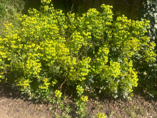 Euphorbia amy. Robbiae - Champion Plants