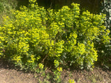 Euphorbia amy. Robbiae