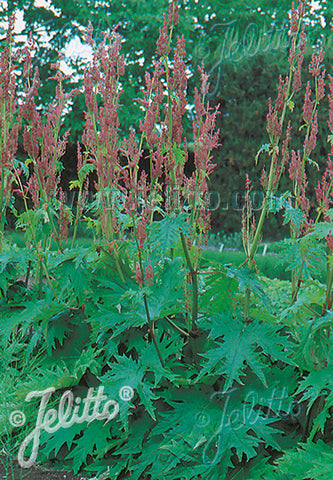 Rheum palmatum tanguticum - Champion Plants