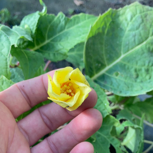 Kirengeshoma palmata - Champion Plants