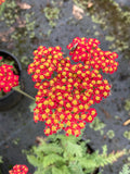 Achillea Walther Funcke - Champion Plants