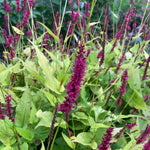 Persicaria Golden Arrow - Champion Plants