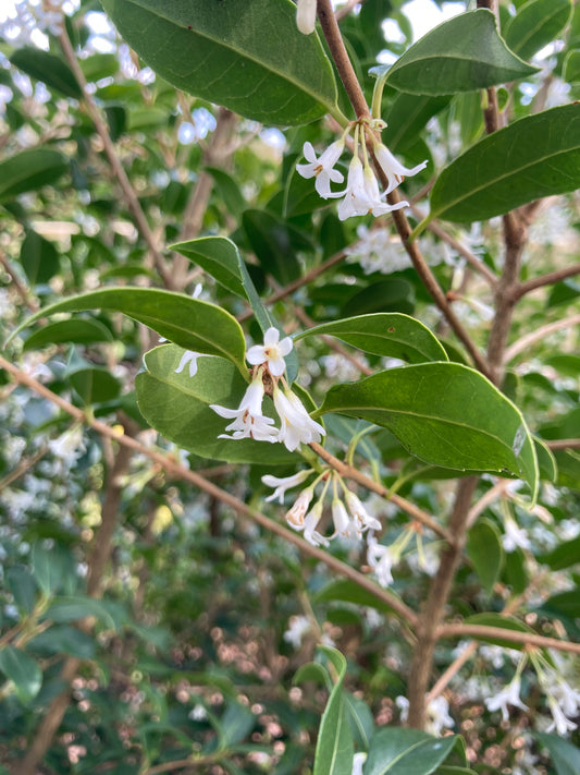 Osmanthus x burkwoodii - Champion Plants