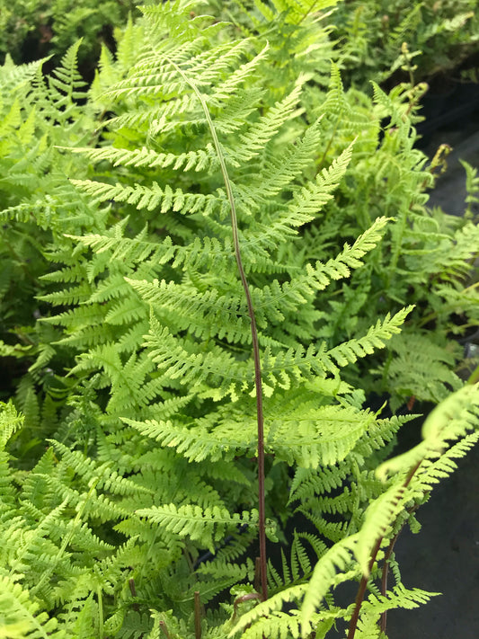 Athyrium filix-femina Lady In Red - AGM - Champion Plants