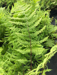 Athyrium filix-femina Lady In Red - Champion Plants