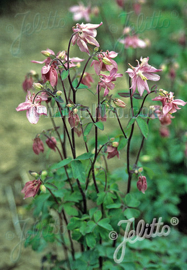 Aquilegia vulgaris Heidi - Champion Plants