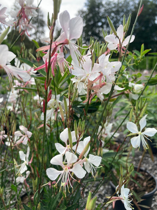 Gaura Whirling Butterflies - Champion Plants