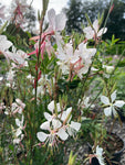 Gaura Whirling Butterflies - Champion Plants