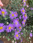 Aster amellus Rudolph Goethe - Champion Plants
