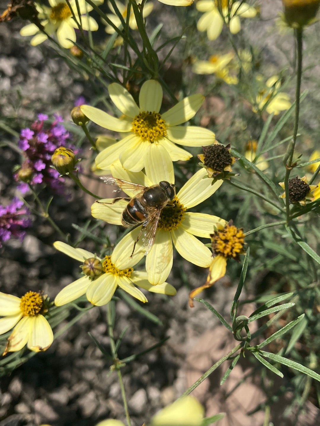 Coreopsis verticillata Moonbeam - Champion Plants