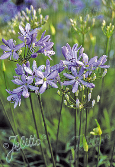 Agapanthus Peter Pan - Champion Plants