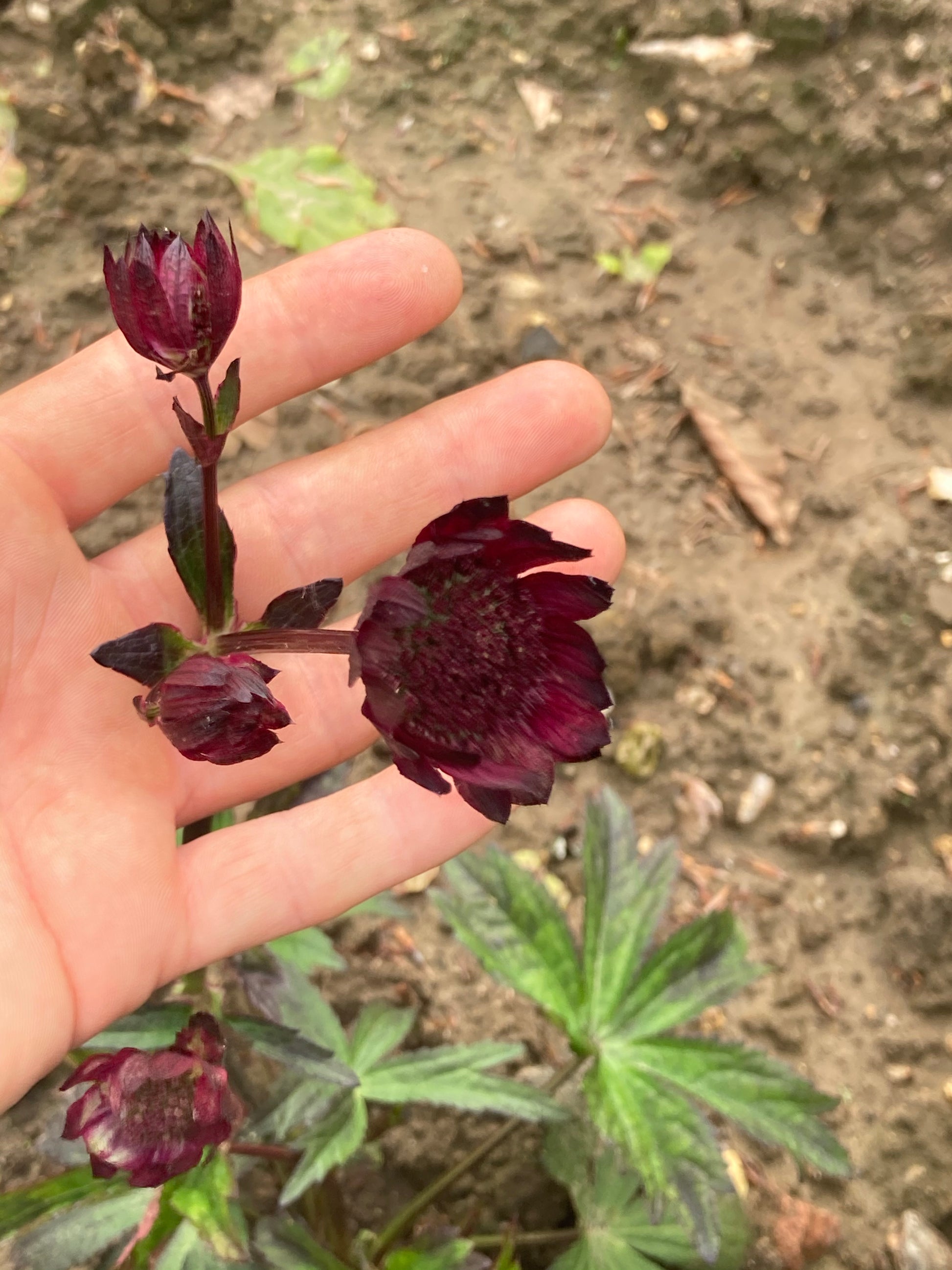 Astrantia Gill Richardson Group - Champion Plants