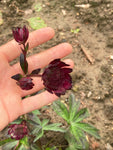 Astrantia Gill Richardson Group - Champion Plants