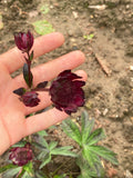 Astrantia Gill Richardson Group - Champion Plants
