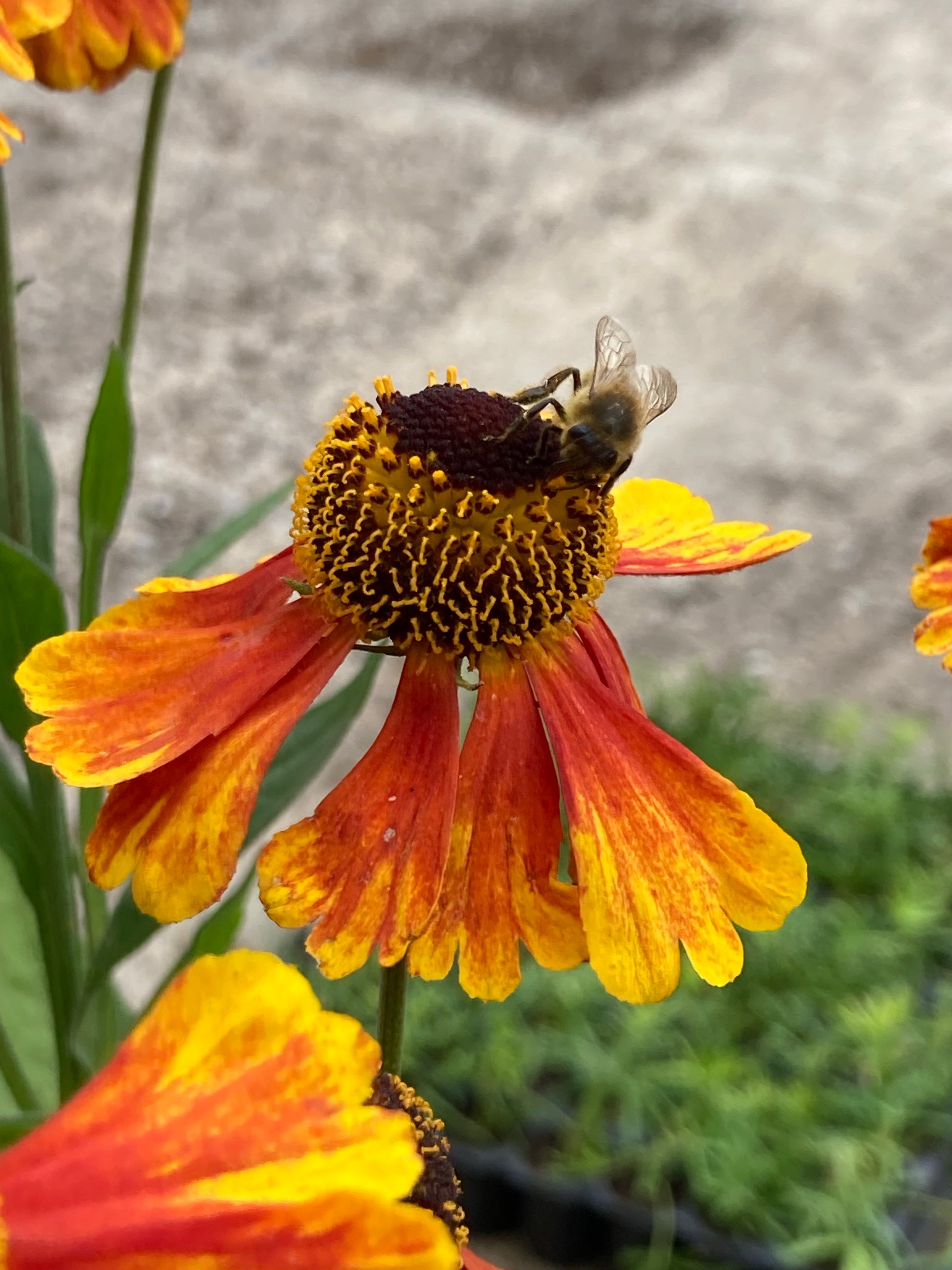 Helenium Sahin's Early Flowerer - AGM - Champion Plants