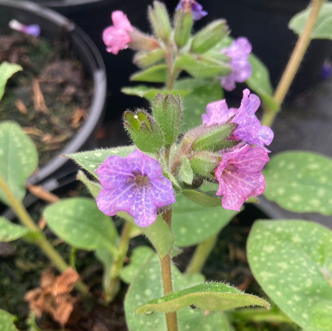 Pulmonaria Dora Bielefeld - Champion Plants