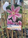 Clematis Bees Jubilee - Champion Plants