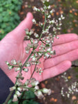 Artemisia lactiflora Guizhou Group - Champion Plants