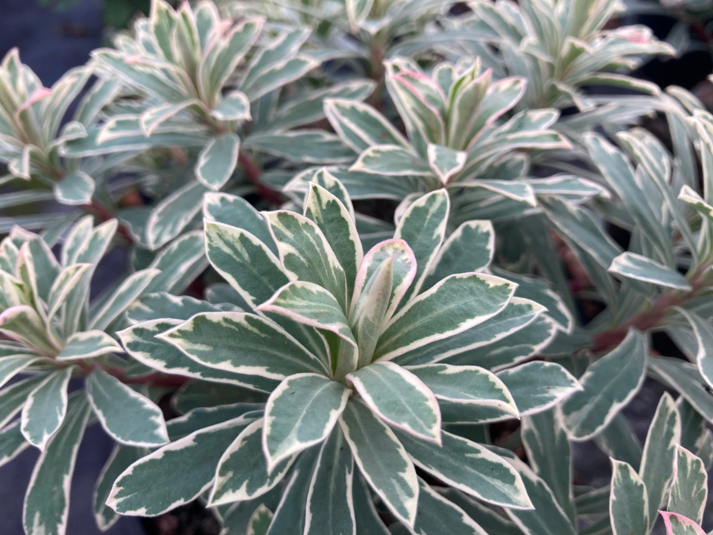 Euphorbia Silver Swan - Champion Plants